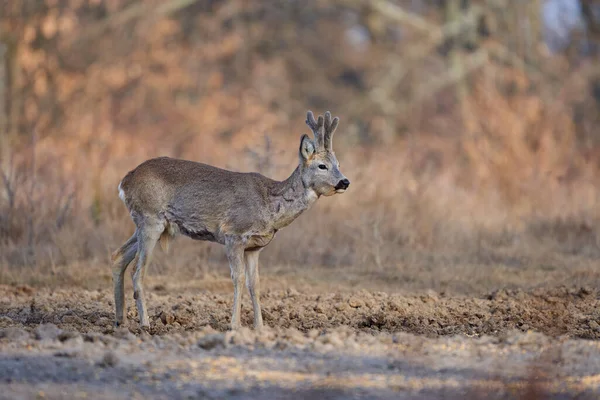 Roebuck Capreolus Capreolus Forest Early Spring Time — Stock fotografie