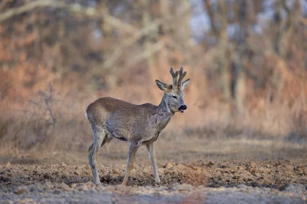 Roebuck Capreolus Capreolus Skogen Tidig Vår — Stockfoto