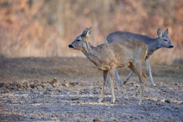 Chevreuil Femelle Dans Forêt Chênes — Photo