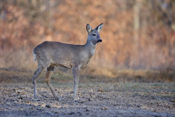 Roe Hert Vrouwtje Het Eikenbos — Stockfoto