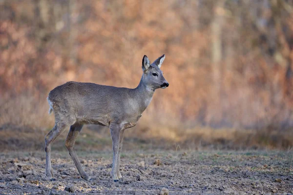 Chevreuil Femelle Dans Forêt Chênes — Photo