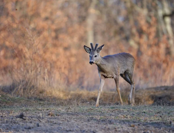 Roebuck Capreolus Capreolus Het Bos Vroege Lente — Stockfoto