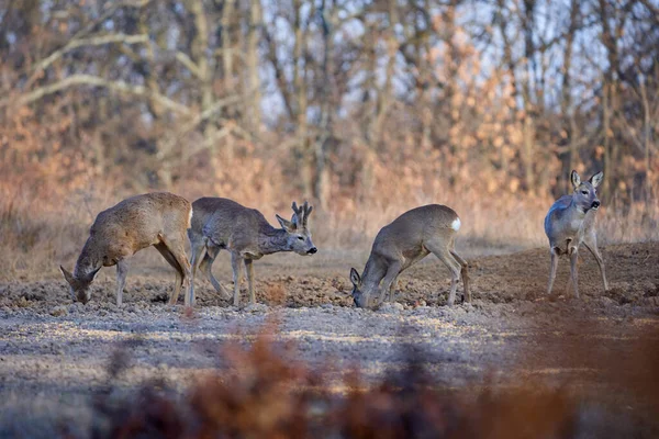 昼間のオークの森の面白い鹿のグループ — ストック写真