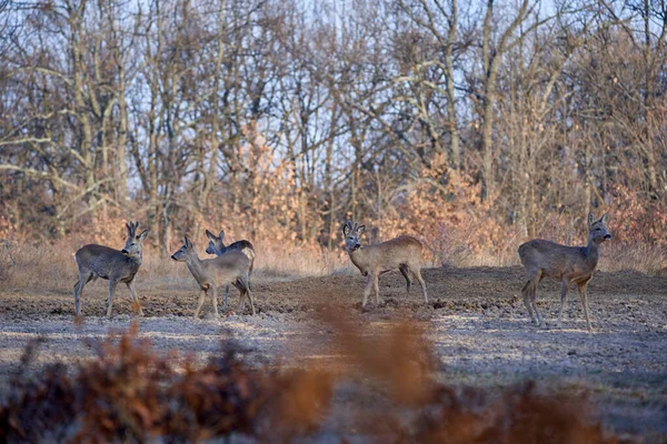 Grupo Cervos Corça Engraçada Floresta Carvalho Durante Dia — Fotografia de Stock