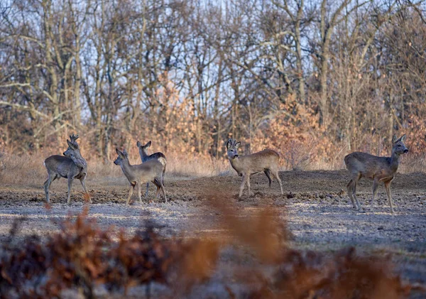 Grupo Ciervos Ciervos Divertidos Bosque Robles Durante Día — Foto de Stock