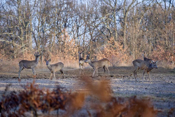 Grupo Ciervos Ciervos Divertidos Bosque Robles Durante Día — Foto de Stock