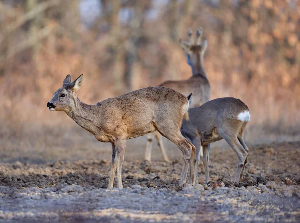 一群滑稽的小鹿在橡木林里 — 图库照片