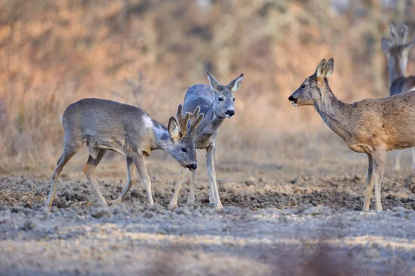 Grupo Cervos Corça Engraçada Floresta Carvalho Durante Dia — Fotografia de Stock