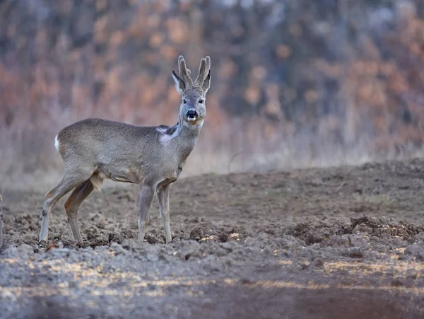 Roebuck Capreolus Capreolus Het Bos Vroege Lente — Stockfoto