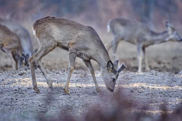 Grupo Corzos Jóvenes Bosque Robles Primavera — Foto de Stock