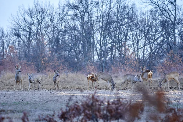 春にはオークの森の中で若鹿の群れ — ストック写真