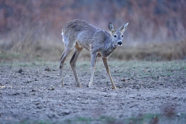 一人でオークの森に立つ鹿 — ストック写真