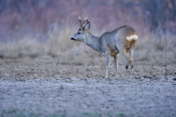 Roebuck Capreolus Capreolus Bosque Principios Primavera — Foto de Stock