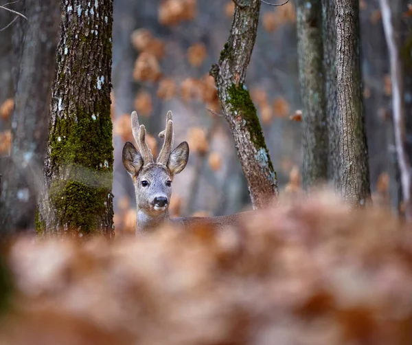 Roebuck Capreolus Capreolus Floresta Início Primavera Fotografias De Stock Royalty-Free