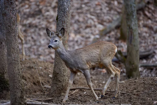 Roebuck Capreolus Capreolus Nella Foresta Inizio Primavera Fotografia Stock