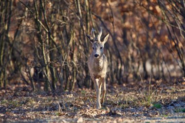 Erkek geyik, Roebuck, ormanda, ilkbaharın başında