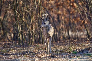 Erkek geyik, Roebuck, ormanda, ilkbaharın başında