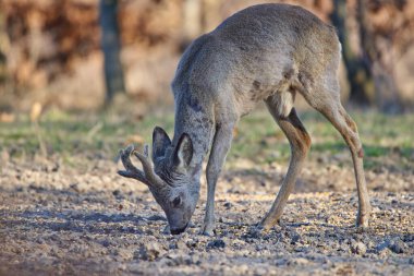 Erkek geyik, Roebuck, ormanda, ilkbaharın başında