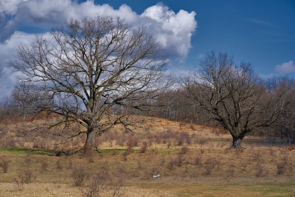 Dva Velmi Velké Duby Pláni Před Lesem — Stock fotografie