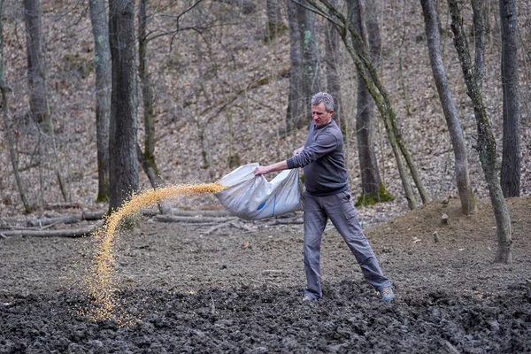 Garde Forestier Gibier Nourrit Maïs Répandu Sur Sol — Photo