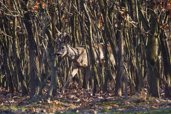 Männliches Reh Rehbock Wald Vorfrühling — Stockfoto