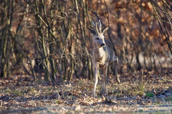 Male Roe Deer Roebuck Forest Early Spring Time — Stock Photo, Image