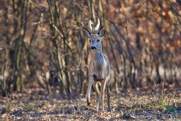 Jelen Samčí Jelen Roebuck Lese Jaře — Stock fotografie