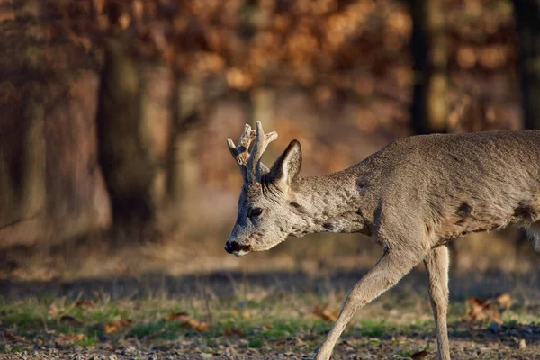 Male Roe Deer Roebuck Forest Early Spring Time — Stock Photo, Image