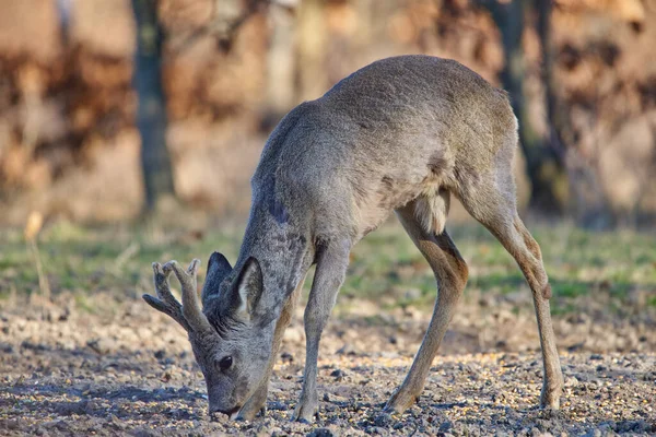 Male Roe Deer Roebuck Forest Early Spring Time — Stock Photo, Image