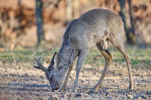 Männliches Reh Rehbock Wald Vorfrühling — Stockfoto