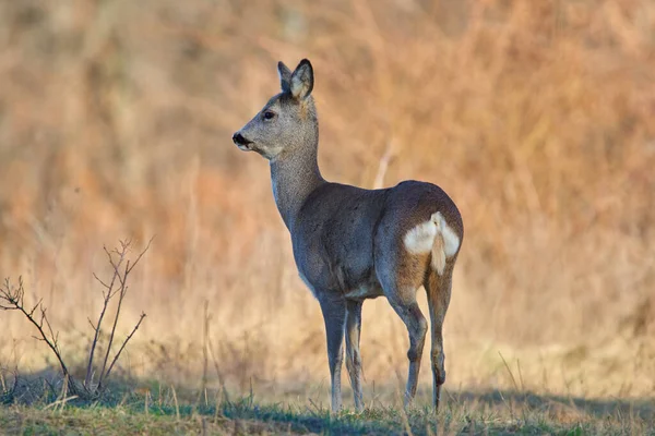 Roe Deer Forest Early Spring — Stock Photo, Image