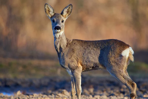 Roe Herten Het Bos Het Vroege Voorjaar — Stockfoto