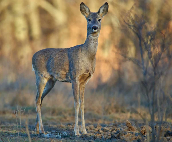 Roe Deer Forest Early Spring — Stock Photo, Image