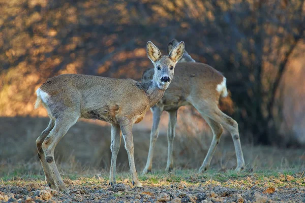 Lkbaharın Başında Ormanda Roe Geyiği — Stok fotoğraf