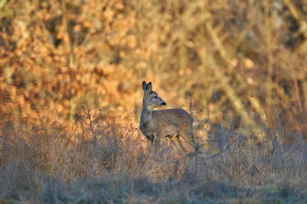 Rehe Vorfrühling Wald — Stockfoto