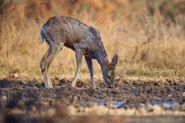 İlkbaharın başında ormanda roe geyiği