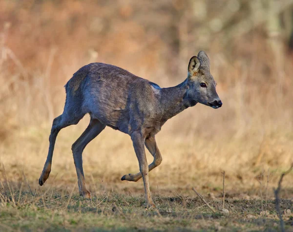 Roe Herten Het Bos Het Vroege Voorjaar — Stockfoto