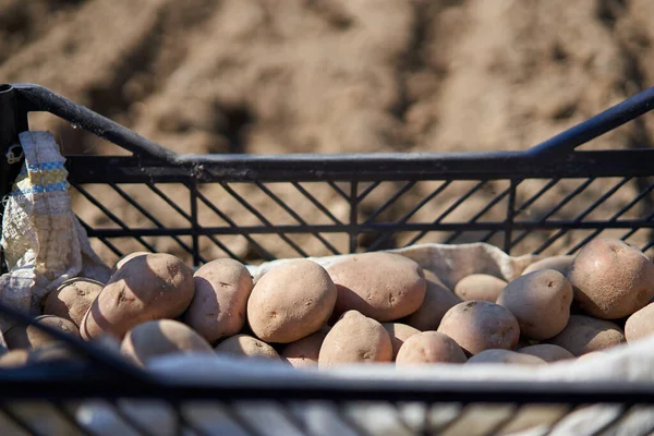Посев Картофеля Сельской Местности — стоковое фото