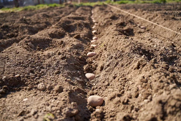 Sowing Potatoes Countryside — Stock Photo, Image