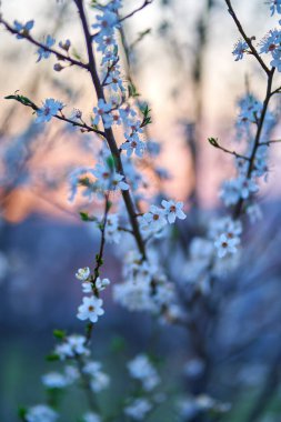 Bulanık arkaplanda kiraz ağacı çiçeklerinin yakın plan çekimi