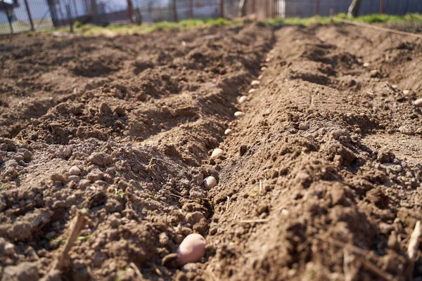 Посів Картоплі Сільській Місцевості — стокове фото