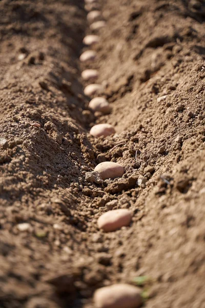 Kartoffeln Säen Auf Dem Land — Stockfoto