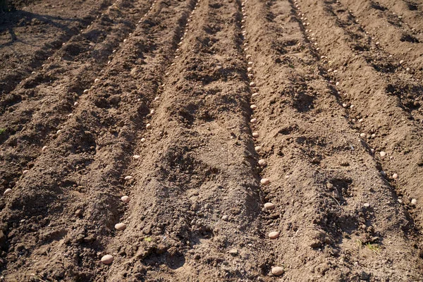 Siembra Papas Campo — Foto de Stock