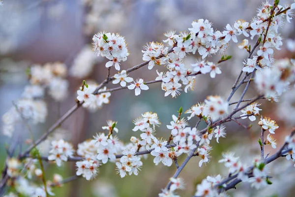 Closeup Van Kersenboom Bloemen Wazig Achtergrond — Stockfoto