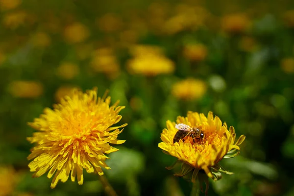 Abeja Que Trabaja Recogiendo Polen Del Diente León —  Fotos de Stock