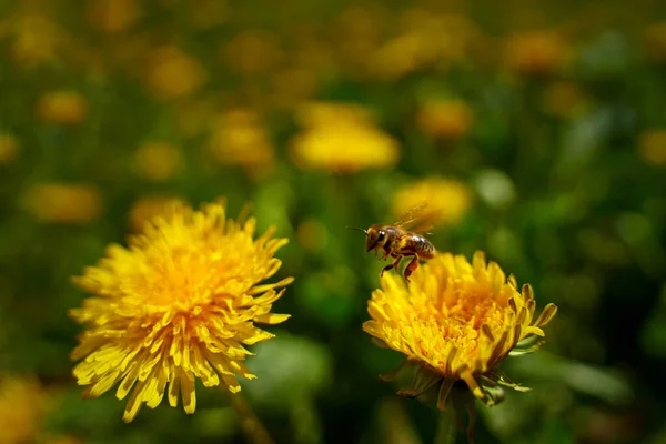 Working Bee Collecting Pollen Dandelion — Stock Photo, Image