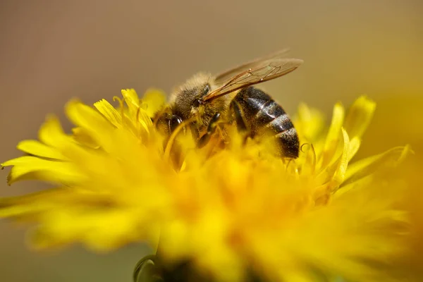 Μέλισσα Που Εργάζεται Συλλέγει Γύρη Από Ένα Πικραλίδα — Φωτογραφία Αρχείου