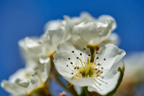 Close Van Witte Kersenbloemen Een Zonnige Lentedag — Stockfoto