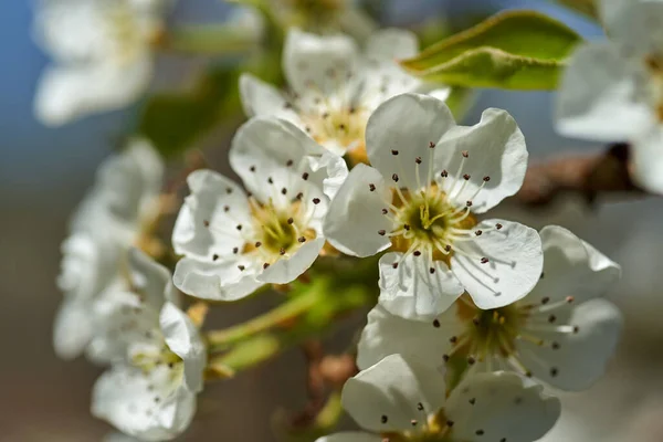 Güneşli Bir Bahar Gününde Beyaz Kiraz Çiçeklerinin Kapanışı — Stok fotoğraf