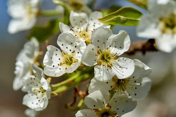 Närbild Vita Körsbär Blommor Solig Vårdag — Stockfoto
